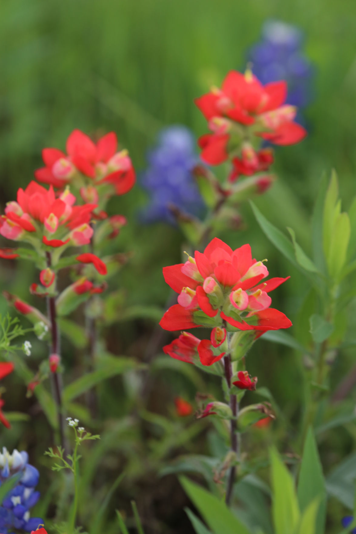 wild flowers